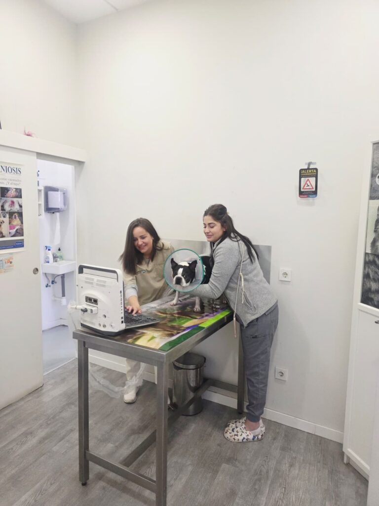 Ecografia-clinica-veterinaria-Golf