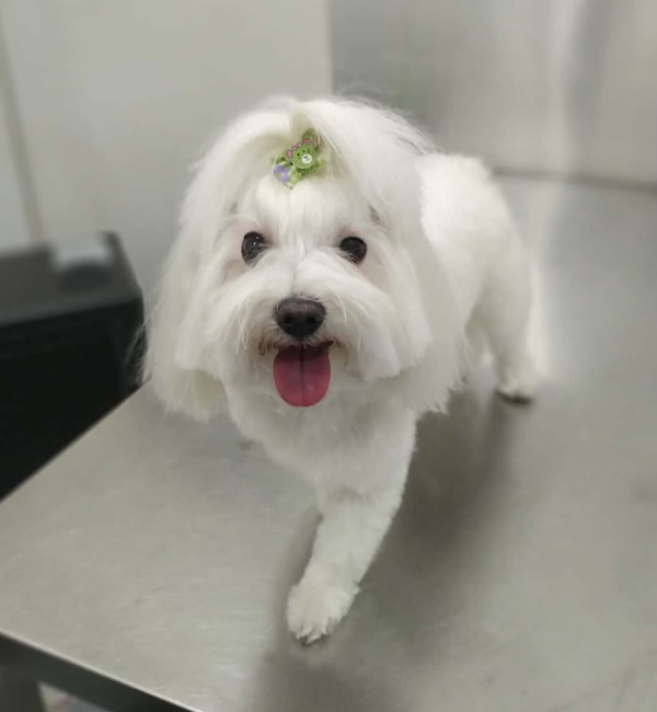 bichon maltes