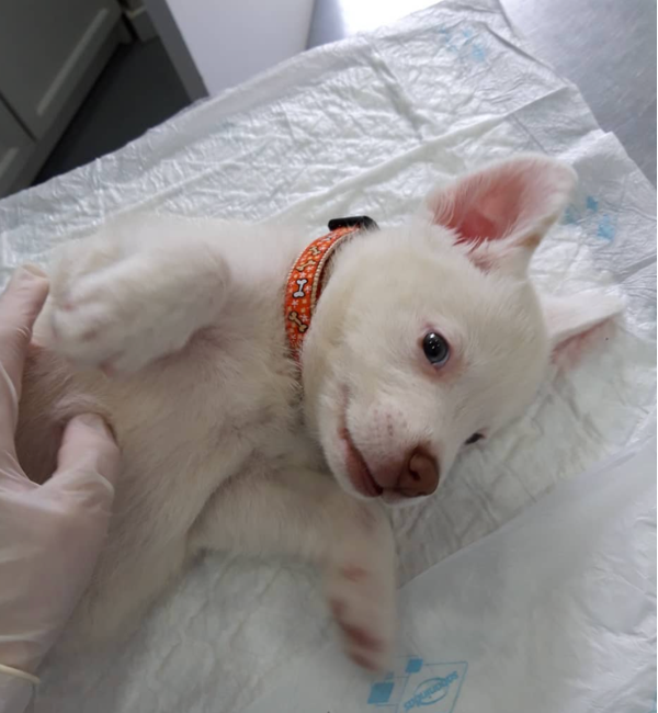 cachorro