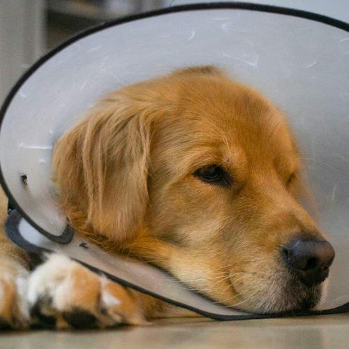 perro golden