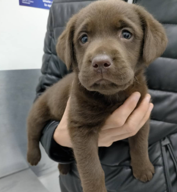 desparasitacion cachorro