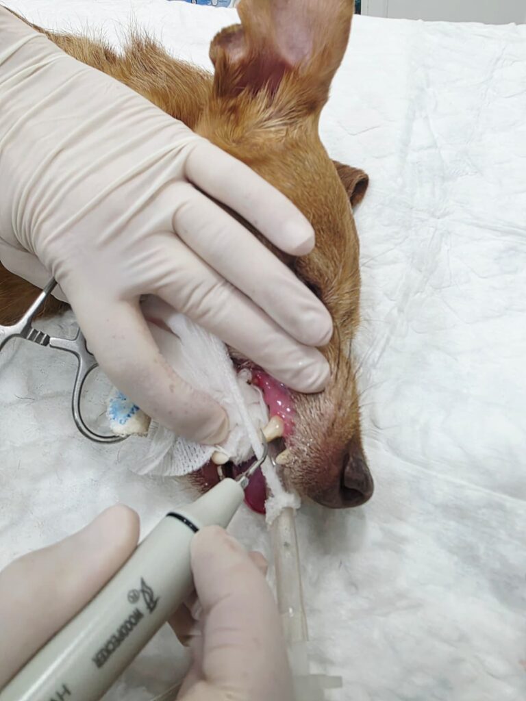 limpieza-dental-clinica-veterinaria-golf