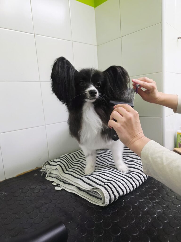 peluqueria-clinica-veterinaria-golf