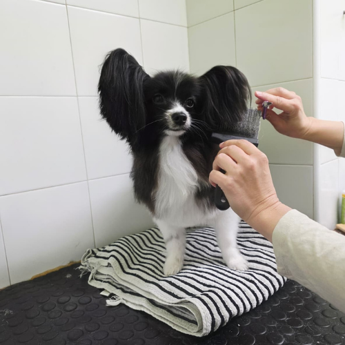 peluqueria