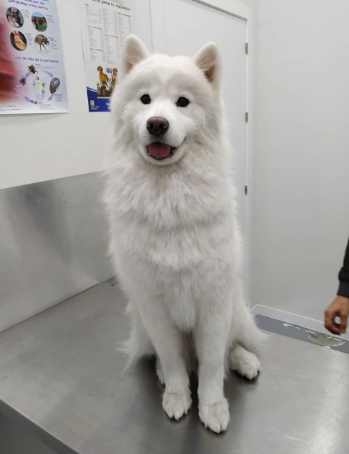 perro blanco