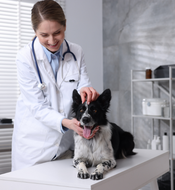 perro con veterinaria