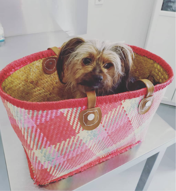 perro en bolso