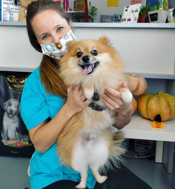 perro y veterinaria