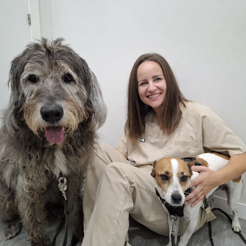 veterinaria con perros